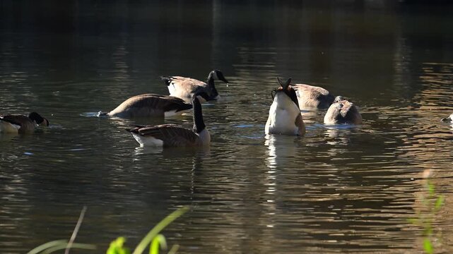 Canadian geese (Branta canadensis) feeding near the shore of a reservoir by the historic Byrd Creek Dam