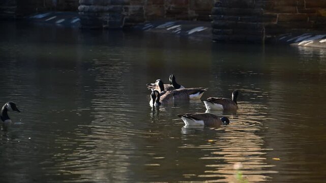 Canadian geese (Branta canadensis) feeding near the shore of a reservoir by the historic Byrd Creek Dam