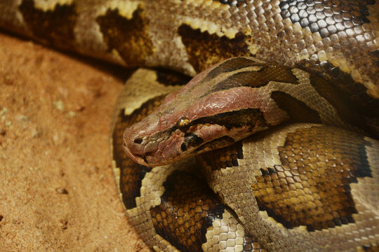 Portrait of a Sri Lankan Python (Python molurus), formerly considered a separate subspecies Python molurus pimbura