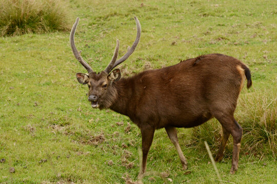 Male Sri Lankan sambar (Rusa unicolor unicolor) on grassland in the highlands of Horton Plains National Park, Sri Lanka