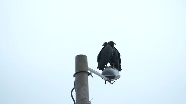 Two black vultures perched on a street light touching kissing in the rain. Minimalist scene with strong negative space representing bonding, affection, partnership, animal behavior and urban wildlife.