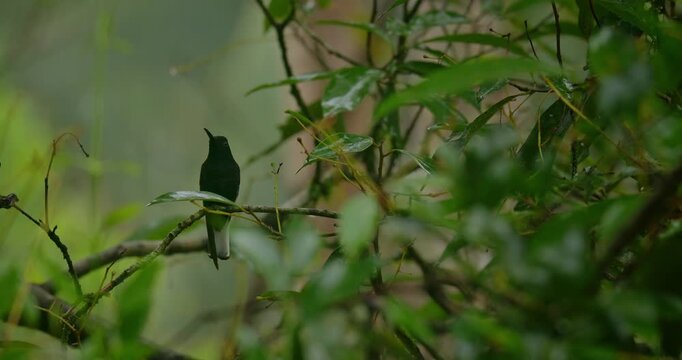 Black Jacobin Hummingbird (Florisuga fusca) Perching on Branch Before Flight in Tropical Forest