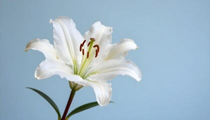 Obraz premium Elegant white lily flower with delicate petals and stamen against a soft blue background