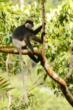 Southern lowland wetzone purple-faced langur (Semnopithecus vetulus vetulus) sitting on a branch at the Sinharaja Rainforest, Sri Lanka