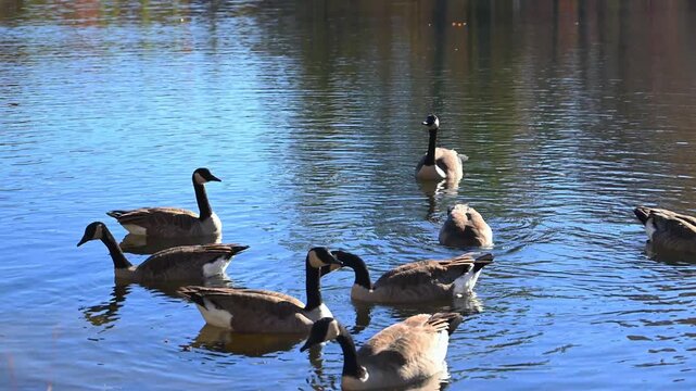 Canadian geese (Branta canadensis) feeding near the shore of a reservoir by the historic Byrd Creek Dam