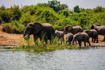Naklejka premium African elephants gathering at a riverbank in Queen Elizabeth National Park
