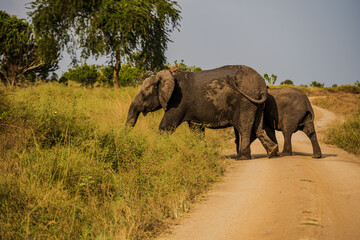 African elephants crossing a dirt road in Queen Elizabeth National Park © Emad Aljumah