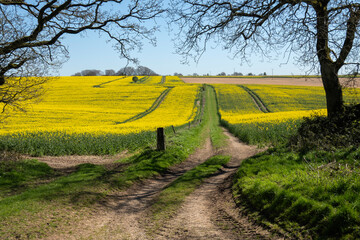 Farm track and footpath running through farmland with yellow oilseed rape fields, near Wantage, Oxfordshire, England, United Kingdom, Europe © Bob Ransom