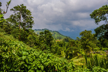 Obraz premium Lush tropical hillside landscape under storm clouds near Kibale National Park
