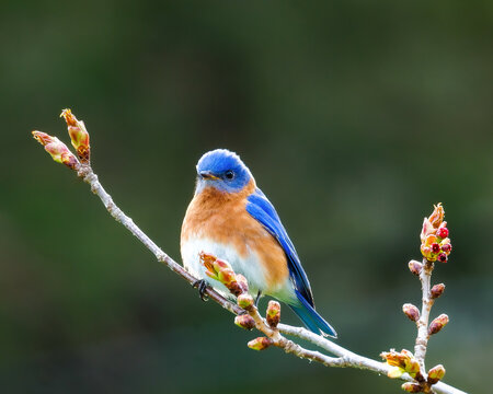 Eastern bluebird perched on budding branch in spring