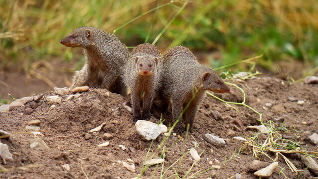 Banded mongoose family group on dirt mound, wild mongooses in natural savanna habitat, small African carnivores alert in the wilderness