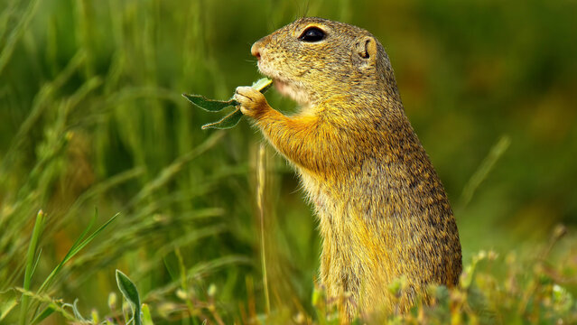 European ground squirrel eating green leaf in summer meadow, cute souslik standing in tall grass, wild gopher feeding in natural habitat