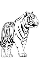 Fototapeta premium White tiger vector illustration of a striped wild feline standing isolated on a clean white background