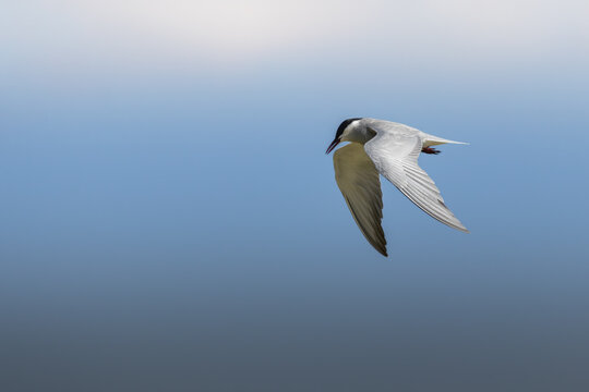 tern bird in flight