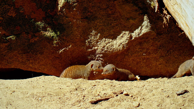 Dwarf mongoose pair resting in sandy burrow, small African carnivores in natural habitat, wildlife photography of mongooses in rocky den