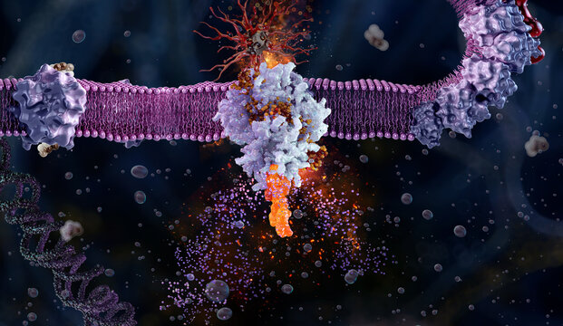 Transmembrane protein receptor activation via ligand binding and biochemical signaling initiation in a cellular phospholipid bilayer. Immunology, oncology, and cellular biology research 3D image