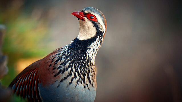 Red-legged partridge close up portrait, wild game bird with distinctive red beak and eye ring, Alectoris rufa in natural habitat with soft bokeh background