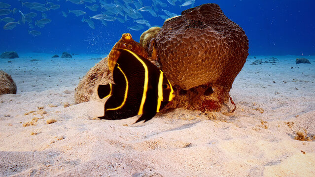 French angelfish swimming by a sea sponge on a sandy ocean floor, tropical marine life in clear blue water, vibrant coral reef ecosystem