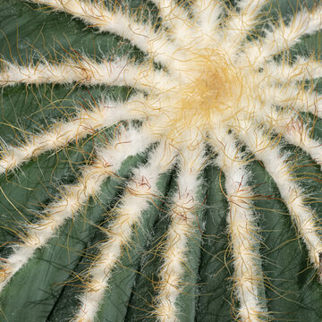 Top View of Parodia Magnifica Cactus Showing Woolly Apex and Radial Ribs