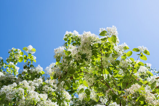 Beautiful white blossoms of Chinese Fringetree or Snow tree (Chionanthus retusus) in the spring garden. Blue sky background.