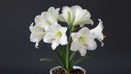 Obraz premium Elegant Close Up White Amaryllis Lily Flower Plant in Pot