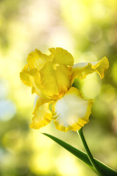 Beautiful yellow and white color Iris flower blooming in spring. Closeup against natural soft yellow background.