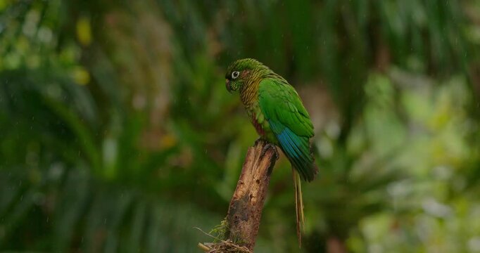 Maroon-bellied Parakeets Perching on Branch, Taking Off in Rainy Tropical Forest