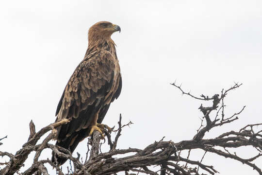 Tawny Eagle (Aquila rapax) perched on Camelthorn Tree at dawn, Kgalagadi Transfrontier Park, Kalahari, South Africa. Vulnerable species