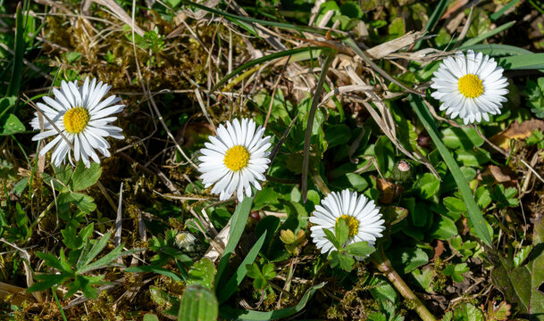 White daisies growing in natural spring grass meadow close up