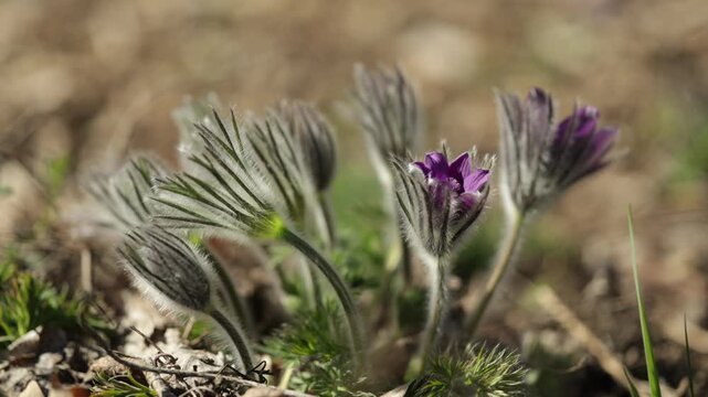 Pulsatilla grandis, or the greater pasque flower blooming in the early spring on a sunny day. 4K, 50 fps