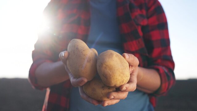 Person holding two potatoes. Farmer holding a potato in a field. Farmer holding a potato in a field. An individual lifestyle grasping two potatoes.