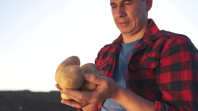 Man holding potatoes in field. Farmer harvesting fresh potatoes with his hands. A flannel shirt with organic vegetables and a crop. A lifestyle person carrying potatoes in a field.