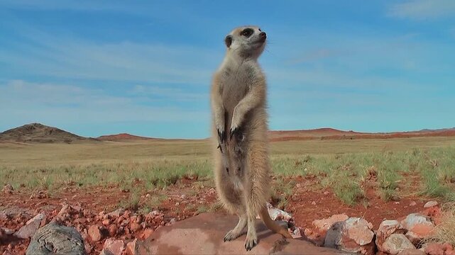 free living female meerkat or suricate standing upright, watching  6.1