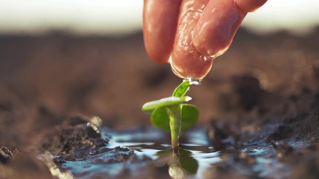 Hand is holding a small plant. Seedlings growing in the soil with watering hands. A lily of the valley nurtures the sprouts of nature. A small plant is being lifestyle held by a hand.