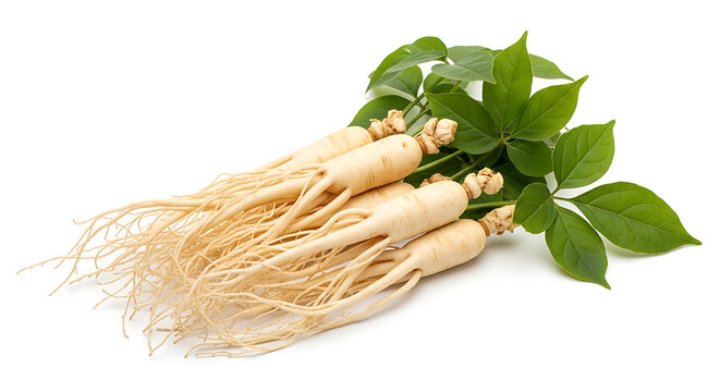Fresh ginseng roots with green leaves on a white background root vegetable traditional medicine ingredient nutrition supplement agriculture