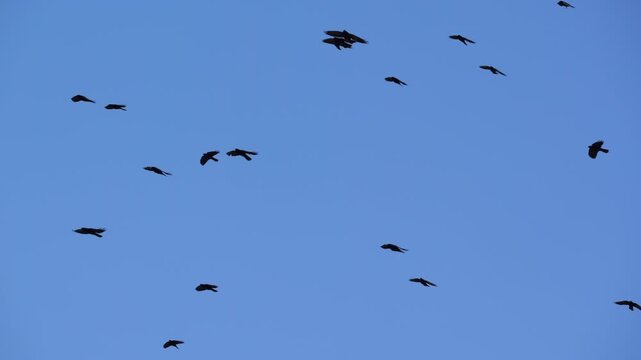 Slow motion shot of Flock of Alpine chough (Pyrrhocorax graculus) flying in the blue sky