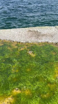 green grass and sea