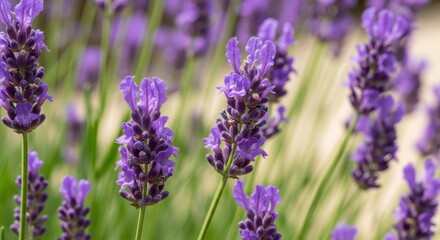 Obraz premium A close-up of a field of lavender flowers