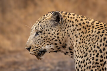 African Leopard Profile Portrait, Open Mouth Showing Teeth, Golden Bokeh, South Africa © Wikus