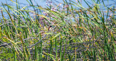 Obraz premium Tricolored munia perched among reeds with dense wetland vegetation