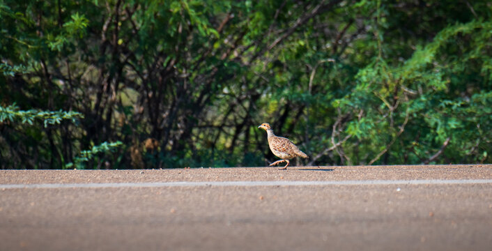 Grey francolin walking along the roadside in Mannar, Sri Lanka. Lush green tropical vegetation background in natural light