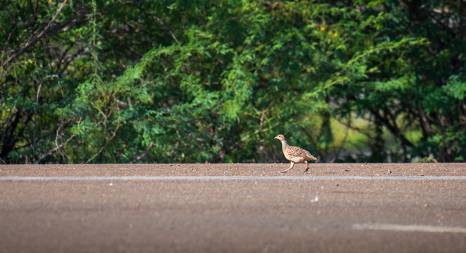 Grey francolin walking along the roadside in Mannar, Sri Lanka. Lush green tropical vegetation background in natural light