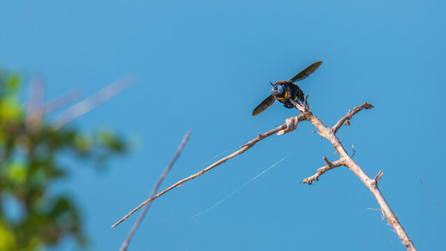 Black carpenter bee on dry branch against blue sky