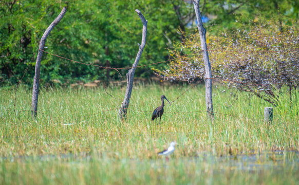 Glossy ibis wading in grassy wetland in Mannar, Sri Lanka. Natural habitat and shallow water wildlife scene