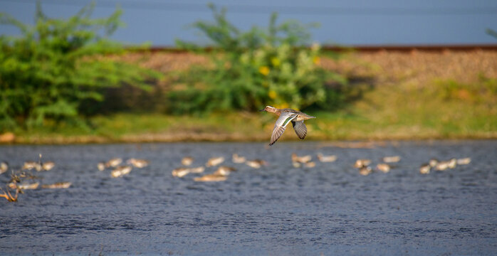 Garganey duck in flight over Mannar Lagoon, Sri Lanka. Flock on shallow water and lush green wetland background in golden light