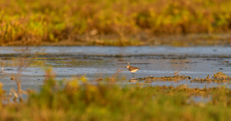 Fototapeta premium Little stint foraging in shallow waters at Mannar, Sri Lanka. Soft golden light reflections and natural lagoon habitat
