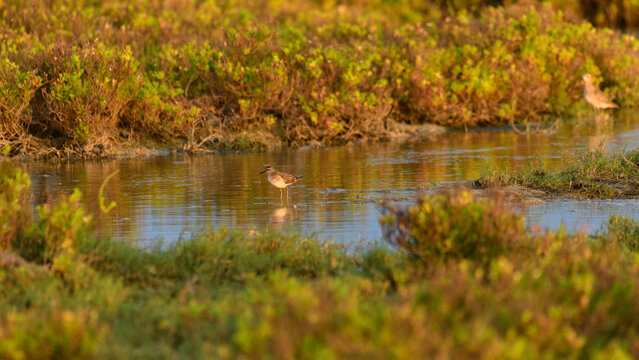 Little stint foraging in shallow waters at Mannar, Sri Lanka. Soft golden light reflections and natural lagoon habitat
