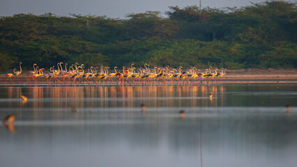 Flock of greater flamingos foraging in shallow waters at Mannar lagoon, Sri Lanka. Coastal scrub and calm reflective water under soft morning light © nilanka