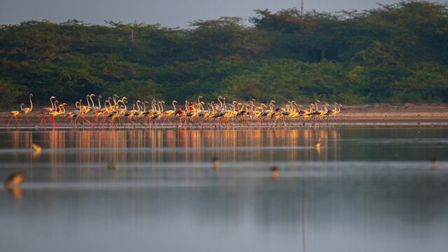 Flock of greater flamingos foraging in shallow waters at Mannar lagoon, Sri Lanka. Coastal scrub and calm reflective water under soft morning light