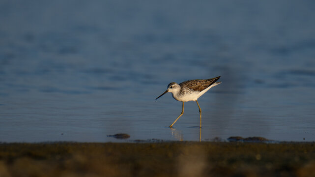 Marsh sandpiper foraging in a shallow lagoon at Sunrise in Mannar, Sri Lanka. Coastal wetland wildlife scene